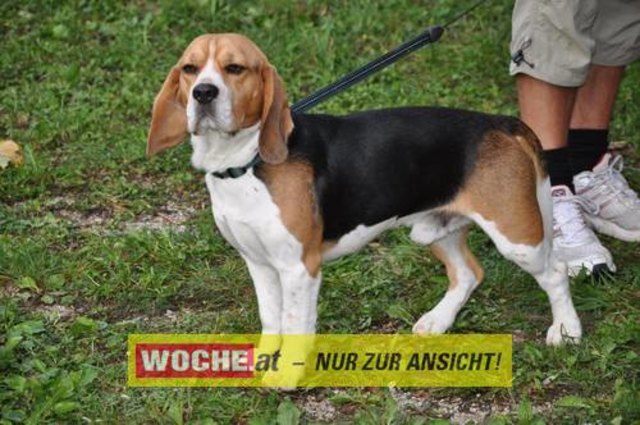 Anlässlich vom Herbst Aktivtag am Faakersee, gab es den letzten WOCHE-Wandertag der Saison. Gewandert wurde ab der Burgruine Finkenstein. Hunderte Teilnehmer nahmen daran teil!