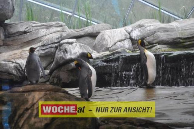 Die WOCHE besuchte den Eisbären Knut und die anderen Tiere im Berliner Zoo. Nun ist er sichergestellt, Knut darf im Zoo verbleiben!