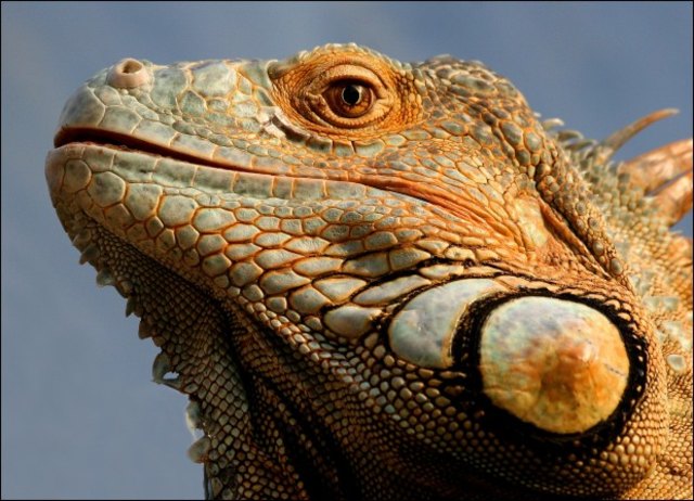 ÖGG Florian - Leguan