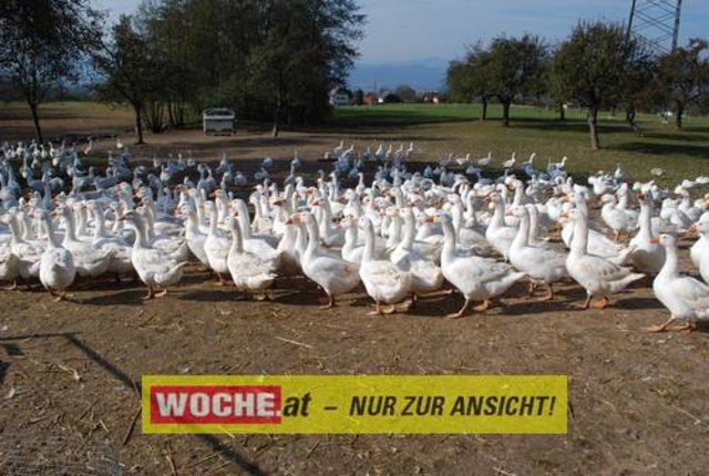 "Biohof Hafner"-Chefin Monika Gursch überreichte im Rahmen der Zuchtschau dem Ideengeber für ihren Hof, Hannes Payer, die 1000., auf ihrem Hof gezüchtete Gans.