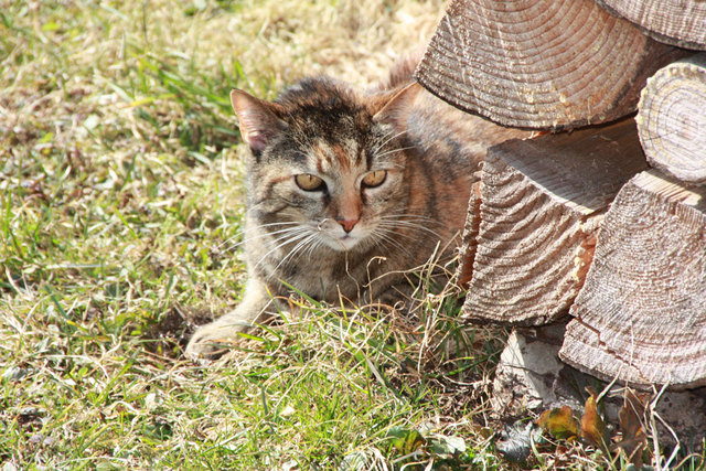 Gemütlich hinter der Holztriste wartet MIMI ... vielleicht kommt von irgendwo eine Maus vorbei?