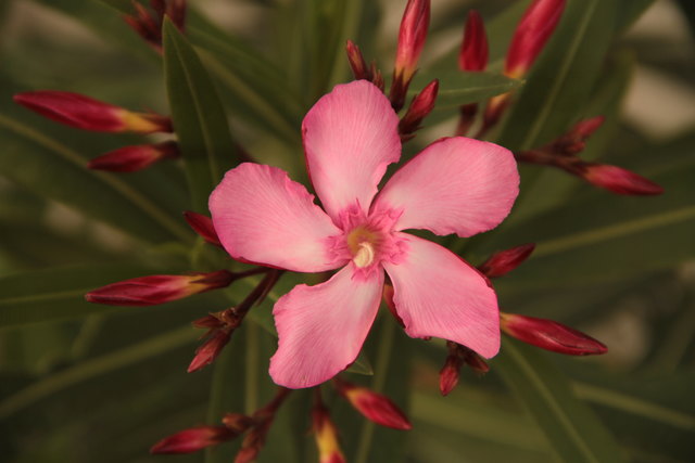 Oleander