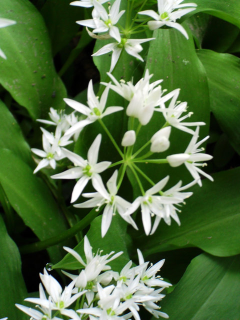 Bärlauch in voller Blüte - Villach Land