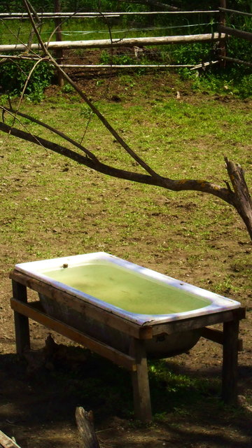 Heute sollen die Kühe in die Badewanne?