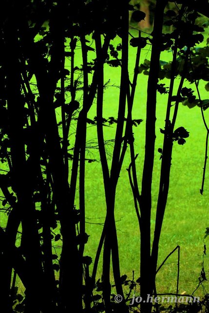 ...im Wald und auf der Wiese...