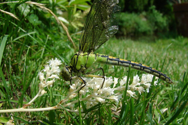 Diese Libelle bot sich zum Fotographieren optimal an!