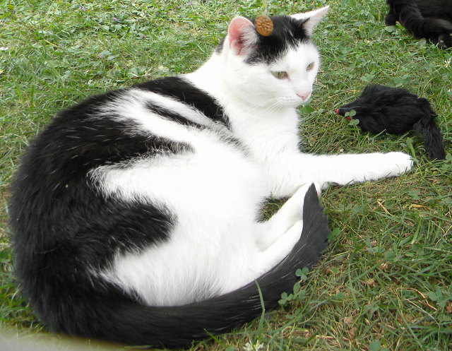 Ich fühl mich wohl in meinem Katzenfreigehege