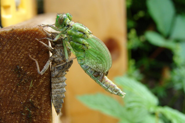 Libelle die gerade aus der Larve schlüpft. Die Flügel sind erst teilweise entfaltet.