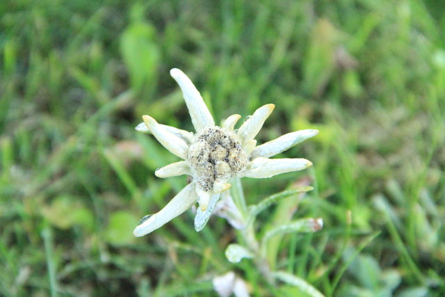 Edelweiss