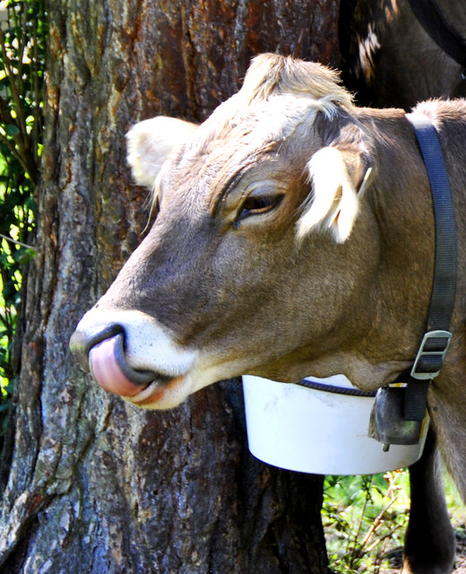 Guck mal Mama, ohne Taschentuch!