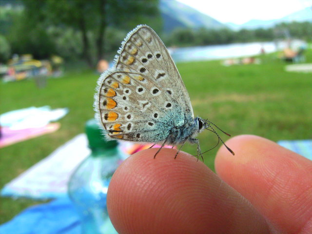 kleiner hübscher Schmetterling kommst mit zum Schwimmen?
