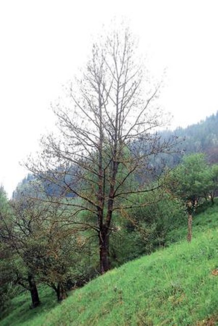 Die Esche prägt das Landschaftsbild in der Obersteiermark mit. Jetzt ist ihr Bestand durch eine Pilzkrankheit gefährdet. HACKL