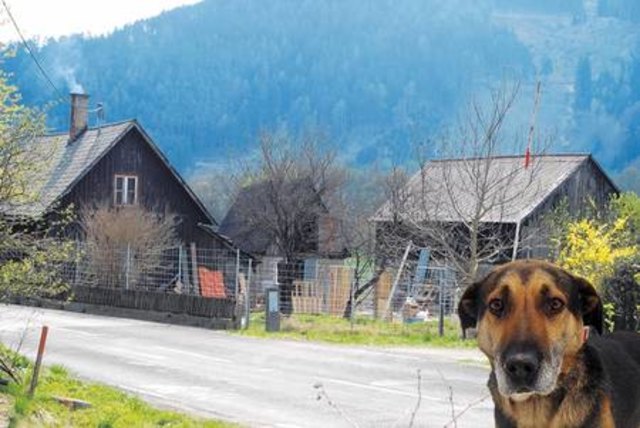Schwer misshandelte Hunde sollen in Chromwerk bei St. Lorenzen gesundgepflegt werden. Bewohner aus St. Stefan ob Leoben fürchten um ihre Ruhe. KK