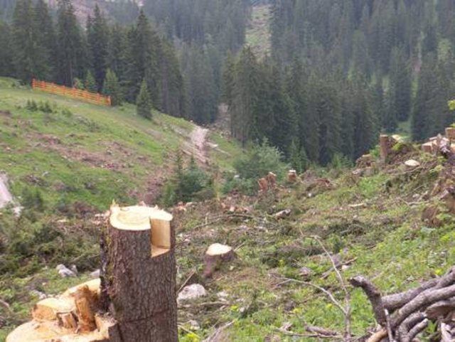 2.000 Festmeter Holz müssen rund um Pisten, Lifttrassen, Berg- und Talstation der Mittersteinbahn geschlagen werden.