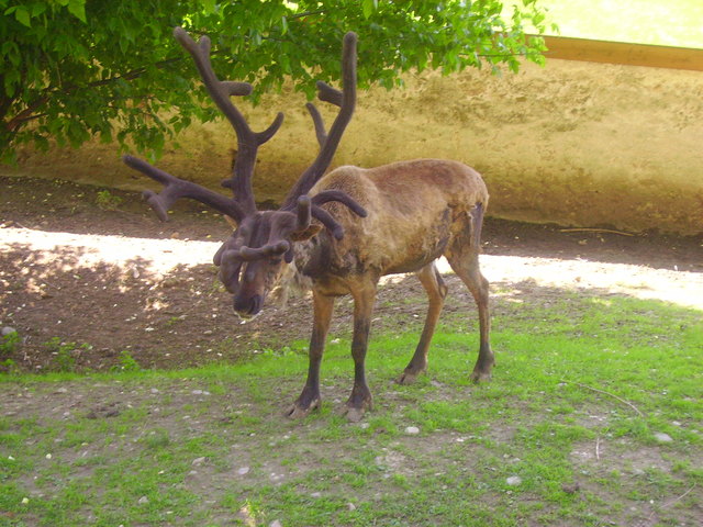 .....i geb mein Kopfschmuck bald her