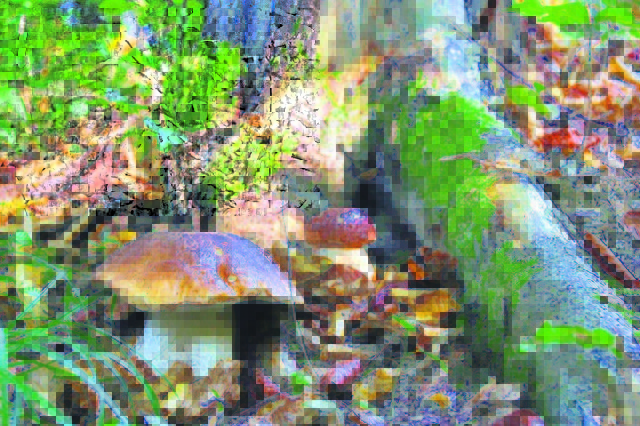 Am besten schmecken natürlich die Pilze, die man selber findet. Foto: KK