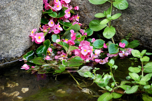 Die Bach-Blüten-Therapie ist wieder im Kommen