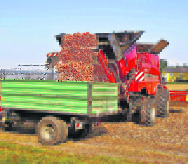 Sechs Mähdrescher gehen in der Region bereits ans Werk. Die Maisspindel, mit Zentrum in Halbenrain, soll schon bald für noch mehr Energieautarkie sorgen.           Fotos: WOCHE