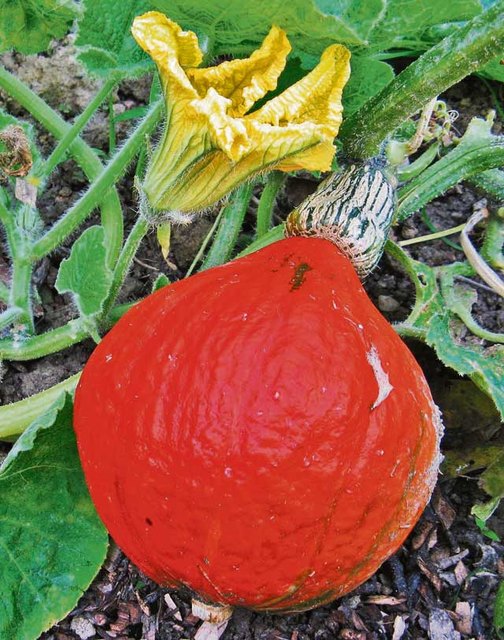 Kürbisse sind botanisch gesehen tatsächlich Beeren. Dafür sind Erdbeeren Sammelnussfrüchte - aber den Genießer braucht das nicht zu kümmern.
