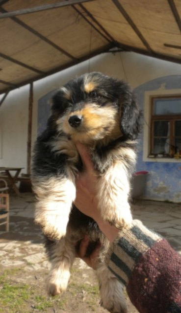 L-Hundewelpen3