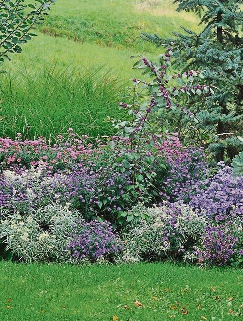 Einen fulminanten Abschluss im Blütenreigen macht das Herbstbeet. Rechts im Bild die leicht giftigen, lila Beeren des Liebesperlenstrauches.