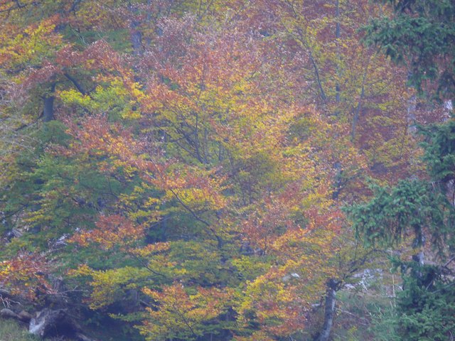 Herbstwald am Weissensee