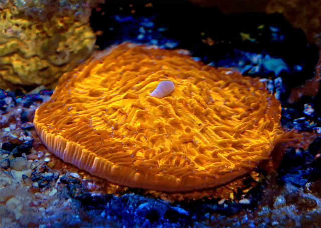 Faszinierende Farben im Korallenaquarium. | Foto: Novak/Haus des Meeres