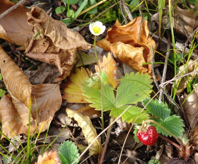 1. November 2010  Erdbeeren auf der Trasse der Ybbstalbahn