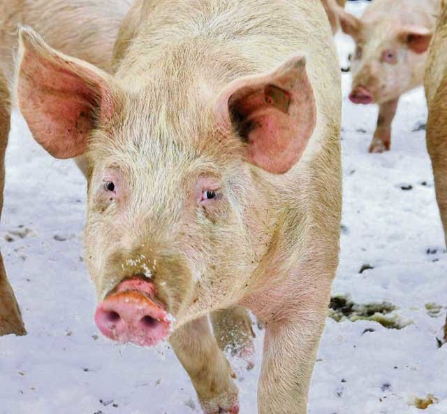 Für die steirischen Bauern gilt in diesem Winter: warm anziehen. Eine Erholung des Erzeugerpreises ist nicht absehbar. Ausweg: die Markenprofilierung.