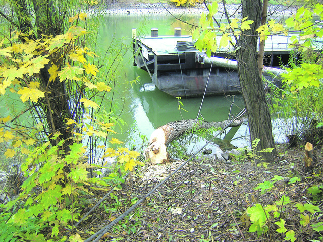 Die menschenscheuen Nagetiere halten sich entlang der Lobau oder auf der Donauinsel auf und können auch Bäume fällen.