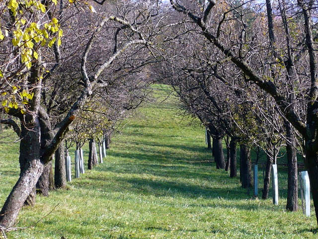 Steinhofgründe im November