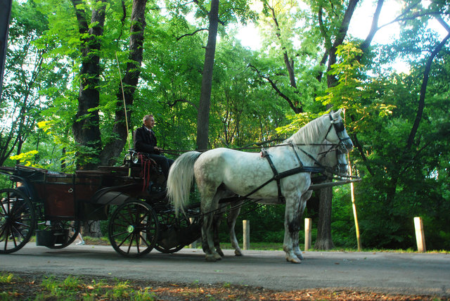 Fiaker mit Schimmeln