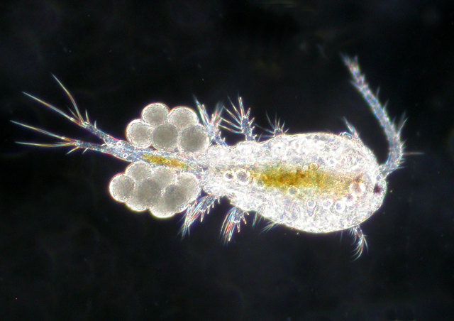 Mikroskopisch klein: Cyclopenkrebs | Foto: Haus des Meeres