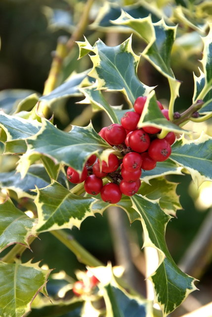 Mit glänzend grünen Blättern, die am Rand häufig gezähnt sind, besticht die Stechpalme (Ilex). Noch dazu tragen viele Ilex-Sorten im Herbst und Winter auffallend rote Beeren, die wie Perlen auf den Zweigen sitzen.