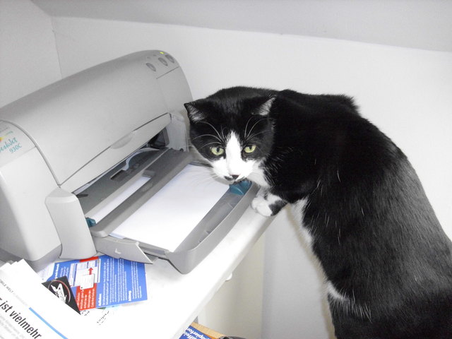 in der Nähe des Computers ist doch immer eine Maus !