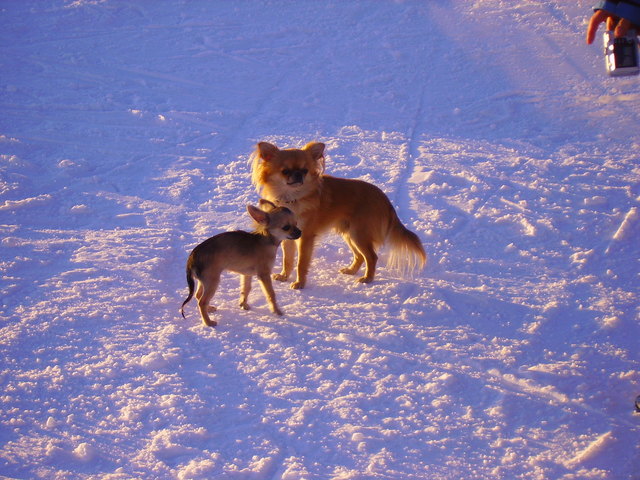 zwei süße Hündchen auf der Piste auf der Suche
