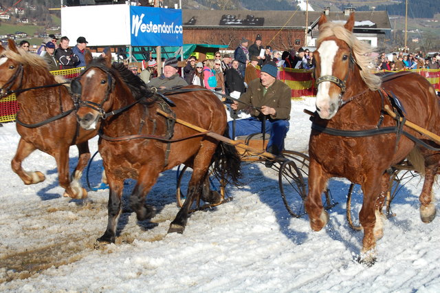 Auch die starken Noriker waren bei den Pferderennen in Westendorf im Renneinsatz. | Foto: Opperer