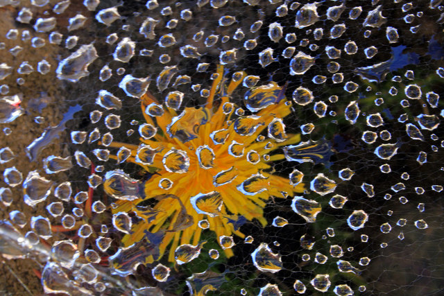 mit einer Löwenzahnblüte