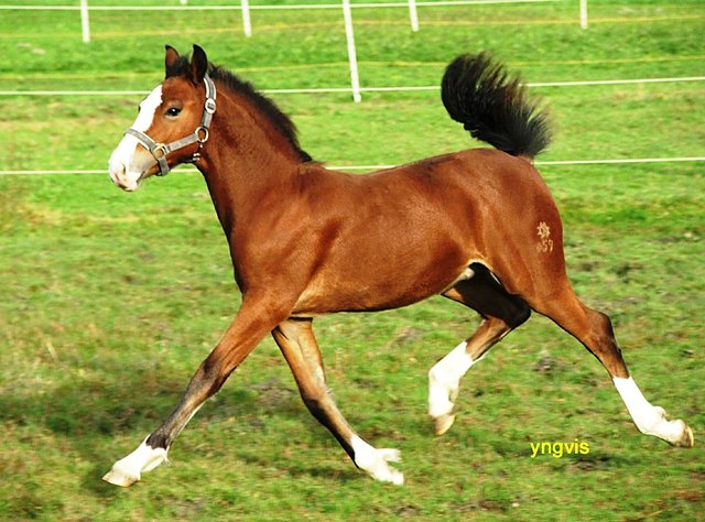 Yngvis Meldo | Foto: Ingrid Madersbacher