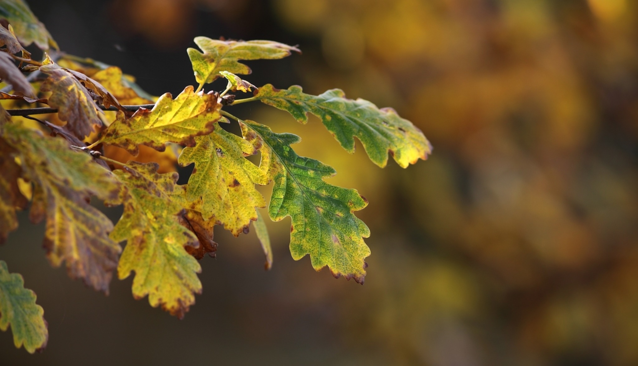 Eichenblätter im Herbst Flachgau