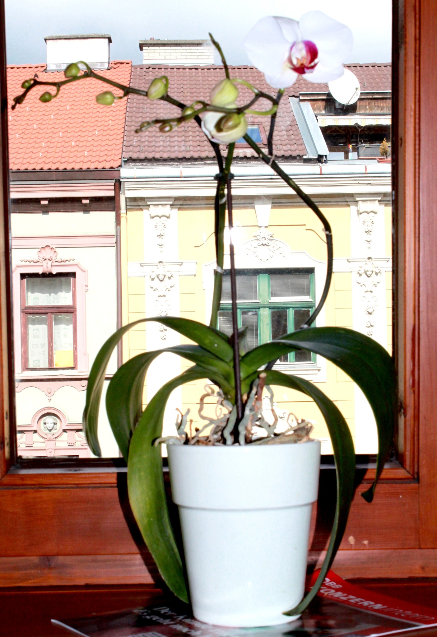 Orchideen für jede Fensterbank HallRum