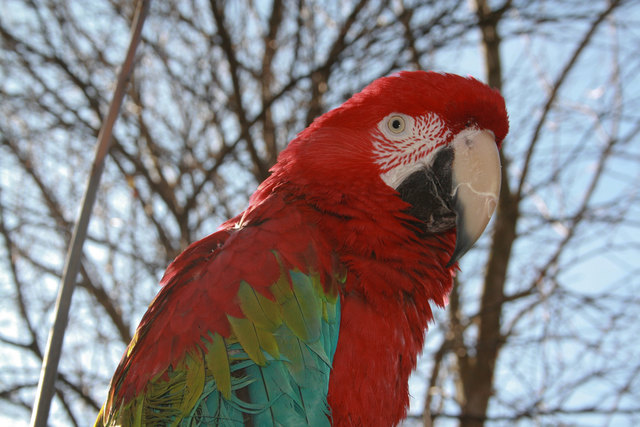 Coco - der Brandmelder