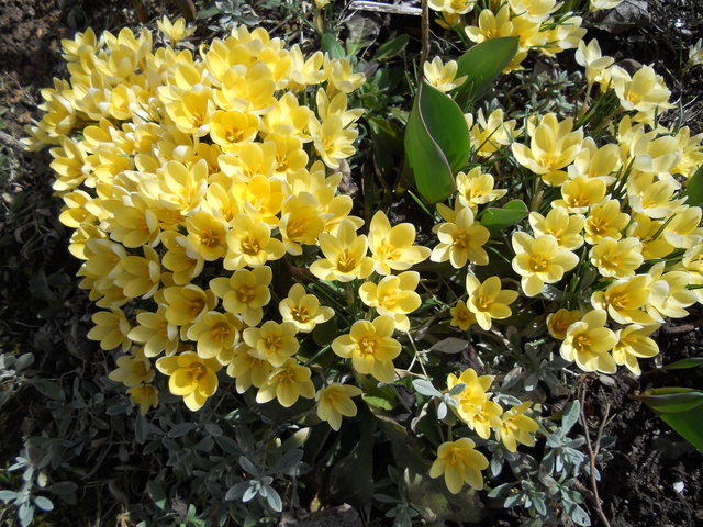 Heute ist der 21.März - Frühling