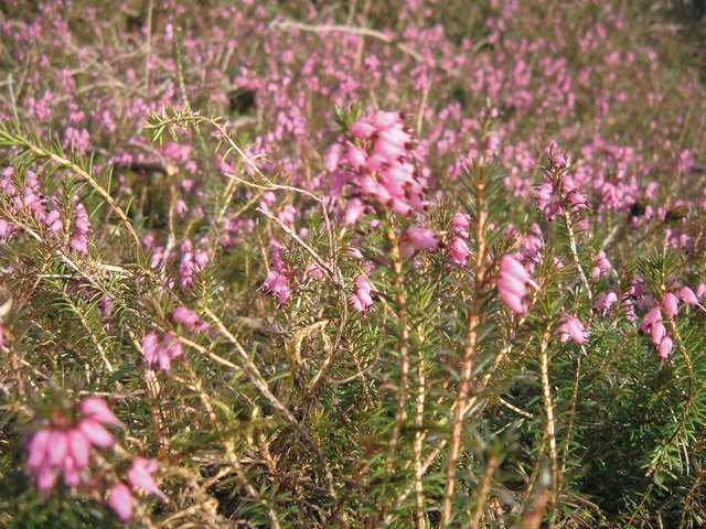 Am 2. April findet die traditionelle Erikablütenwanderung statt. | Foto: TVB Imst-Gurgltal