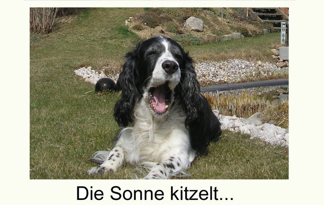 Schön ist so ein Hundeleben!