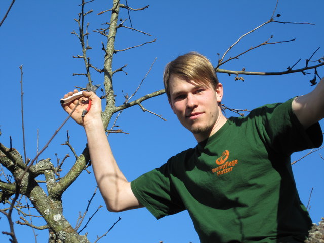 Im Frühling beginnt die optimale Zeit für einen Obstbaumschnitt