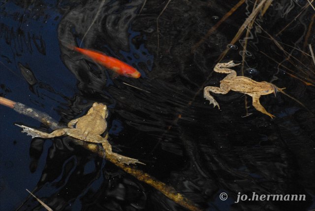 siehe  Bildserie am Freitag