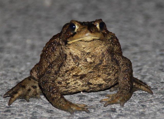 Die putzigen Kröten sind Wunderkonstruktionen von Mutter Natur - doch in der Zeit ihrer Wanderungen stark bedroht vom Menschenkind.