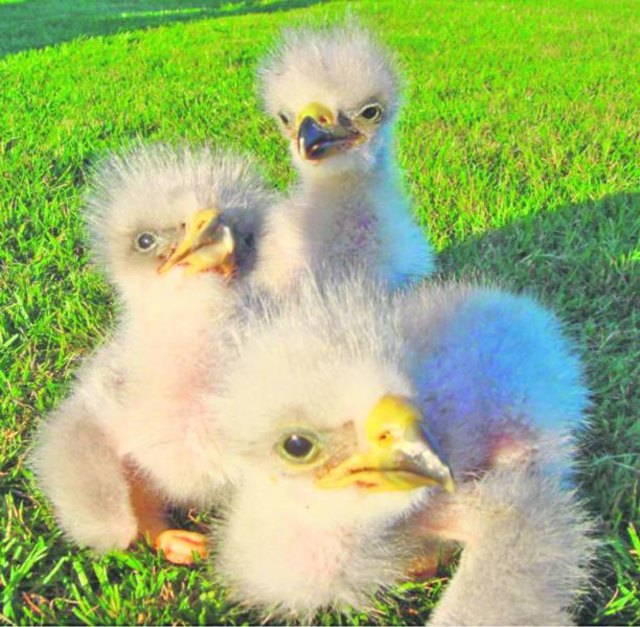 Erstmals gibt es im heurigen Sommer dreifachen Weißkopfseeadler-Nachwuchs in der Greifvogelwarte auf der Riegersburg zu bewundern.