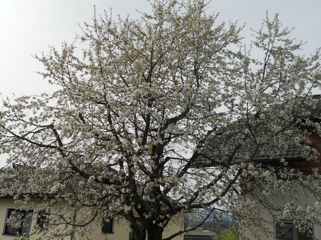 Kirschbaumblüten
